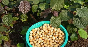 Pěstování a správná péče o lískové ořechy ve středním rusku